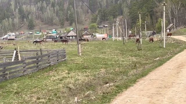 Вспахали огород мотоблоком. Посадили картофель. Привезли навоз для парников. смотреть онлайн