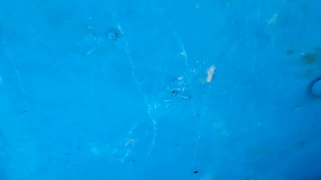 Живой вес Эдильбаевского ягненка в месячном возрасте. чем и для чего подкармливать ягнят. смотреть онлайн