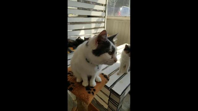 кото кафе в Тольятти" в океане" смотреть онлайн