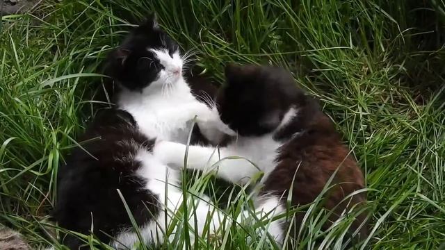 Милые Котята Полосатые Котята Играют ...Кусь по Братски видео Добрый Котёнок смотреть онлайн