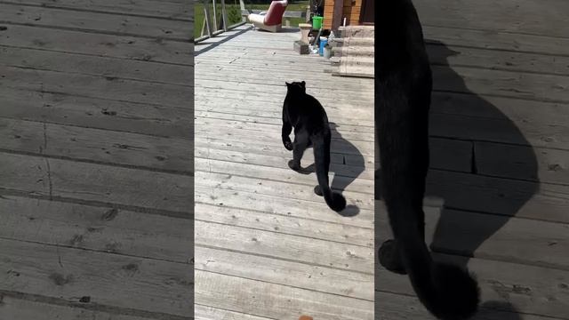 Доброе утро,сегодня девочки погуляли ровно 23 минуты и тащили меня домой? жара стоит с рассвета смотреть онлайн