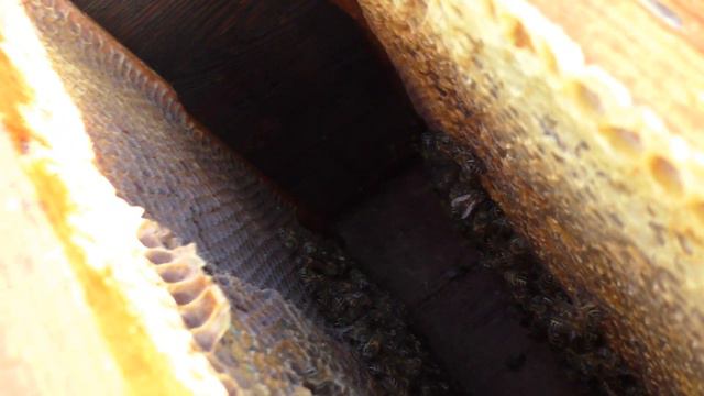 Объединение слабых семей. А надо-ли? смотреть онлайн