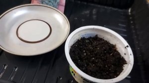 Дихондра взошла на 11 день! Дихондра "Серебристый водопвд"