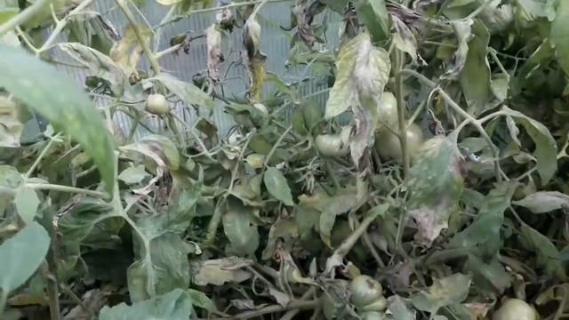 29 июля 2020 г. Сняла краснеющий помидор сорта снегирь и монгольский карлик. Проба. смотреть онлайн