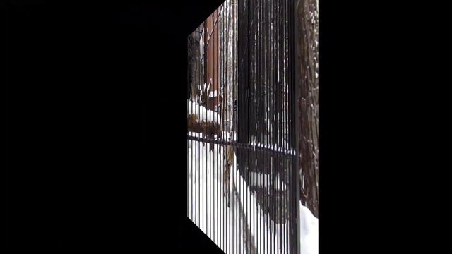 Тигрице Лапе скучно одной, а Максимус кушает в берлоге Ростика 13.02.19 смотреть онлайн