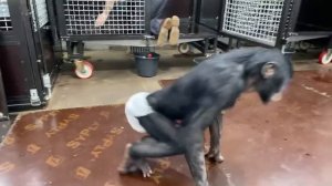 Дан Запашный и шимпанзе Боня проводят прямой эфир 08.04.2021