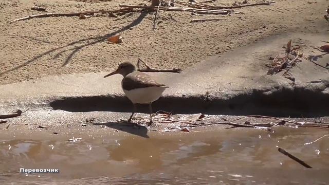 Перевозчик. Западно-Сибирская равнина смотреть онлайн