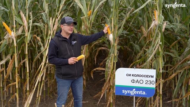 Гибрид кукурузы СИ КОЛОССЕУМ ФАО 230. смотреть онлайн