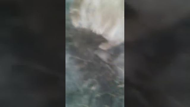 Собаки в селекции кольди. Вертихвостка ищет дом смотреть онлайн