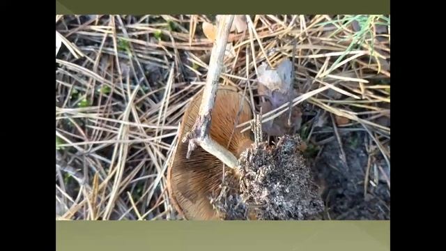 Отруйні гриби: свинуха тонка. смотреть онлайн