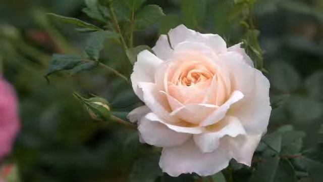 Я подарю тебе розу смотреть онлайн