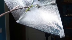 Огромная африканская Саранча против Богомола! Этого я не ожидал!