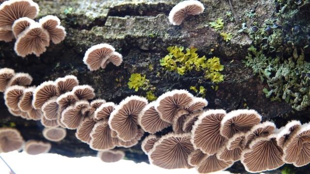 Гриб, который ЕСТ людей - Щелелистник обыкновенный (Schizophyllum Commune)