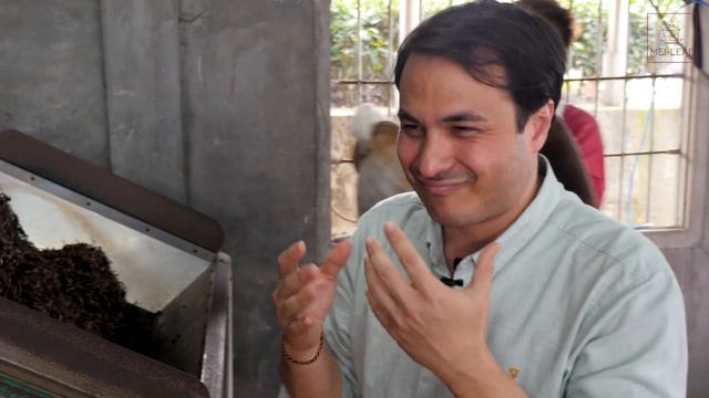 Making GABA OOLONG TEA in Taiwan смотреть онлайн