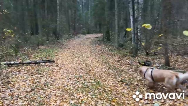спокойная жизнь смотреть онлайн