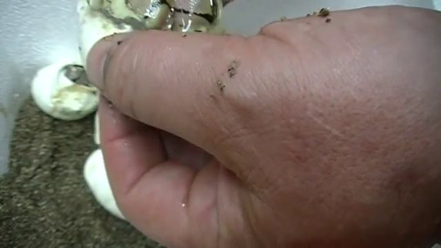 Ball Pythons just hatching---Spider and Stinger bee... смотреть онлайн