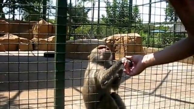 Funny talking cute Hamadryas Baboon in love with human - animal love. Sweet animal смотреть онлайн