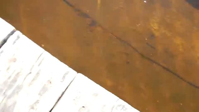 Лягушки в речке смотреть онлайн