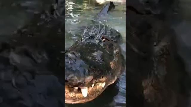 Крокодил крупным планом - урчит, рычит и пердит смотреть онлайн
