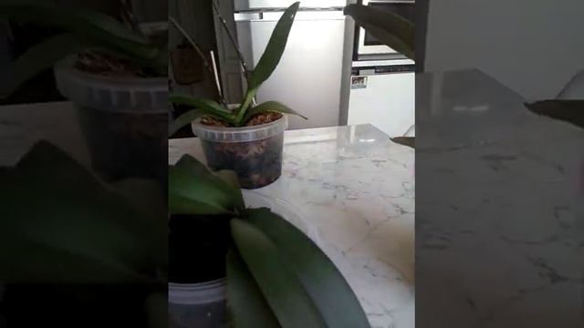 Обычный полив орхидей фаленопсис или просто долив до тренажа. смотреть онлайн
