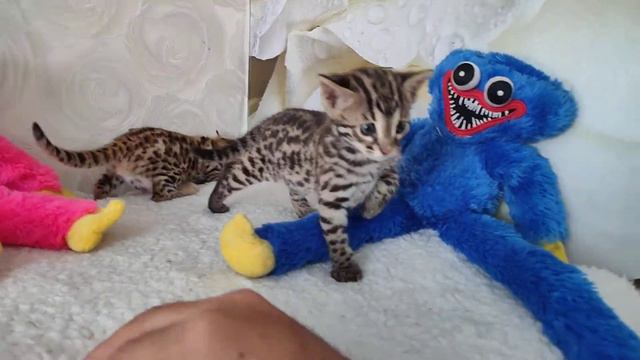 Гибридные Котята F1 Азиатского леопардового кота ❤️❤️❤️