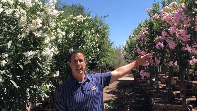 Oleander | Nerium Oleander | Moon Valley Nurseries