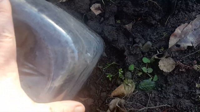 Черенкование роз в январе. Размножение роз черенками под банку. смотреть онлайн