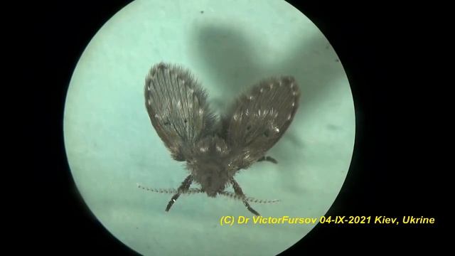 Супер Муха Бабочница в Ванной, Доме, Кухне: В Воде Не Тонет! Почему? Уникальная Муха Под Микроскопо смотреть онлайн