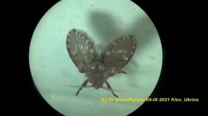 Супер Муха Бабочница в Ванной, Доме, Кухне: В Воде Не Тонет! Почему? Уникальная Муха Под Микроскопо