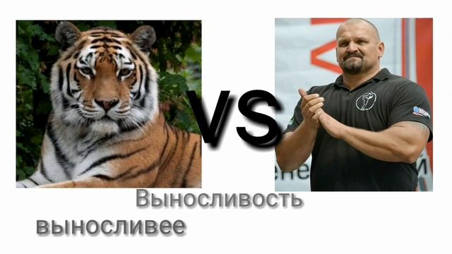 Амурская тигрица против Самого сильного человека - кто выиграет? смотреть онлайн