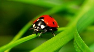 ИНТЕРЕСНЫЕ ФАКТЫ О БОЖЬЕЙ КОРОВКИ