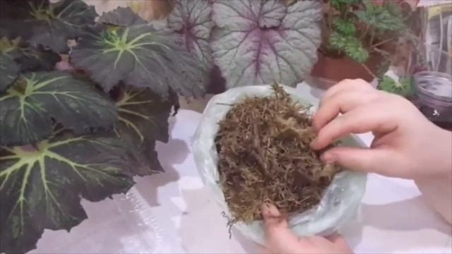 Замачиваем клубни бегоний по всем правилам.  Это важно.