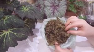 Замачиваем клубни бегоний по всем правилам.  Это важно.