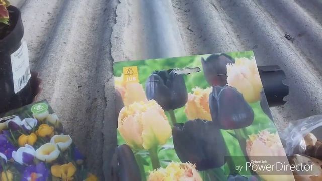 Посадка тюльпанов осенью. Готовим клумбу к зиме смотреть онлайн