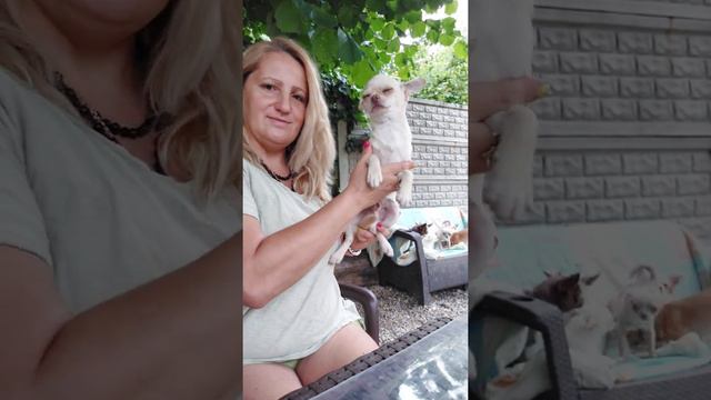 Моряк Архонт 🔥 продажа чихуахуа питомник Кастропуло Крым доставка по миру есть +79787458062 смотреть онлайн