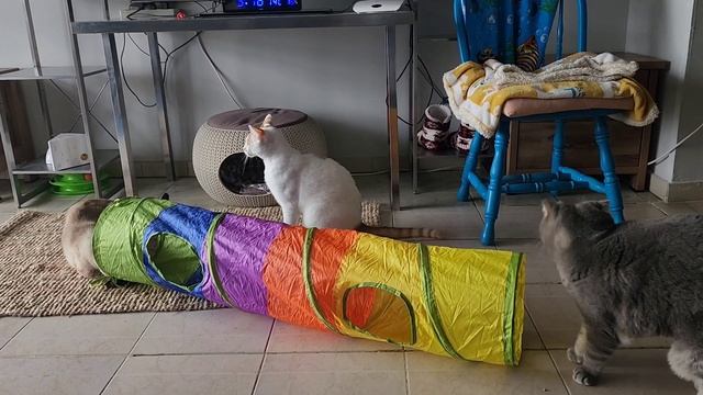 Нашла чем отвлечь котов, чтобы не кошмарили друг друга смотреть онлайн