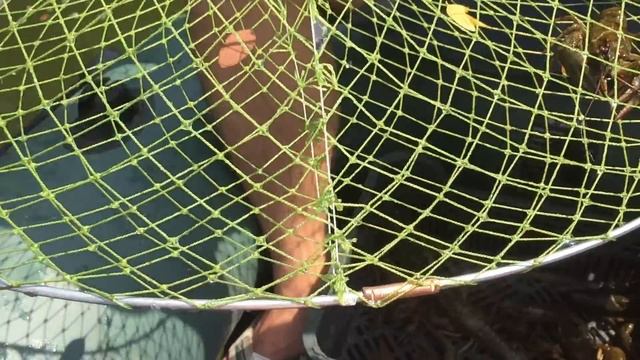 СРАВНЕНИЕ ПРИМАНОК НА РАКА В РАКОЛОВКУ. 5 НОВЫХ ПРИМАНОК. ЧТО ЛЮБЯТ РАКИ И ГДЕ ИХ ИСКАТЬ. смотреть онлайн