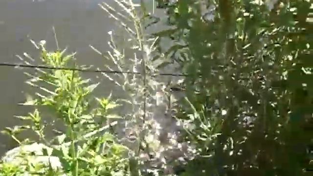 Amstelpark Amsterdam смотреть онлайн