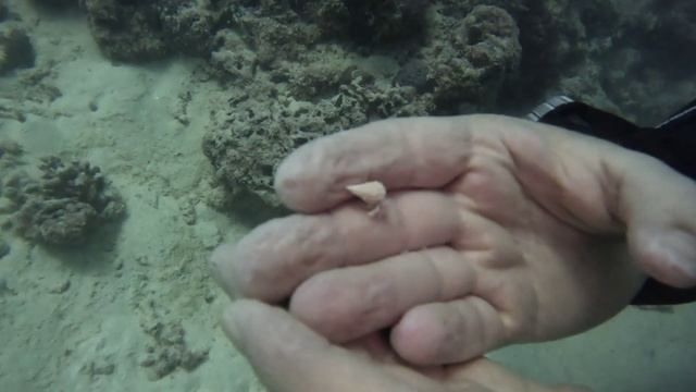 малыш крабик на руке