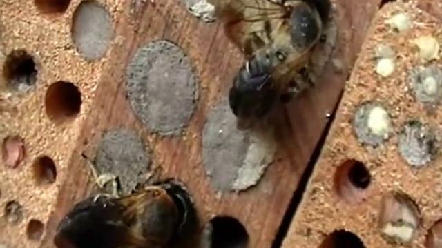 Cooperative Giant Resin Bee Megachile sculpturalis. Episode 3. Взаимопомощь у одиночных пчел. Ч. 3. смотреть онлайн