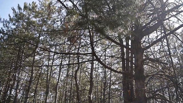 Сосновый бор, пение птиц. Весна, 07.04.2020 смотреть онлайн