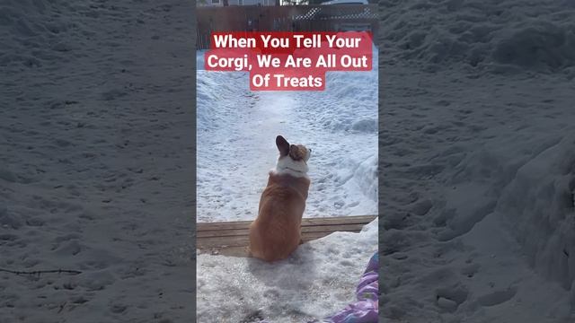 When You Tell Your Corgi, We Are All Out Of Treats! смотреть онлайн