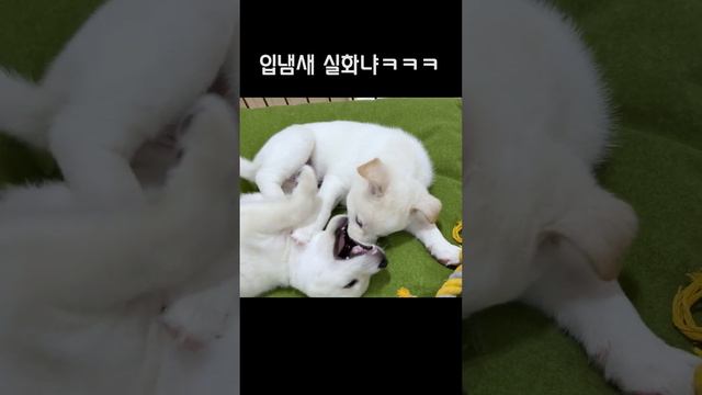 어마어마한 새끼 강아지의 입냄새 смотреть онлайн