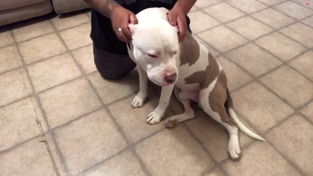 How to Pin down a dog / Side submitting dominate dogs! Become alpha and calm down a dog in minutes! смотреть онлайн