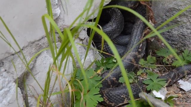 2022.06.21 ОДИН РАЗ Я ВСЕ ТАКИ СМОТАЛСЯ К СВОИМ ЗМЕЮКАМ на КРАСНОЙ СОПКЕ в Кировском и гладил ИХ смотреть онлайн