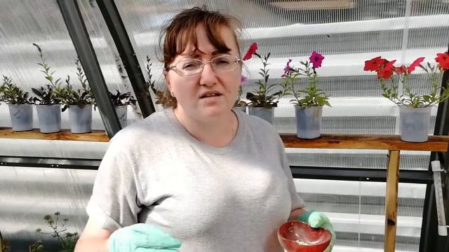 Высадка ампельной земляники и клубники в кашпо смотреть онлайн