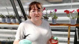 Высадка ампельной земляники и клубники в кашпо