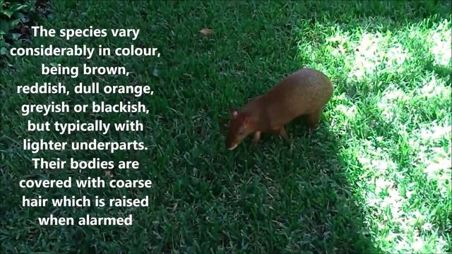 What is the small furry animal in Playacar?? An agouti?? смотреть онлайн