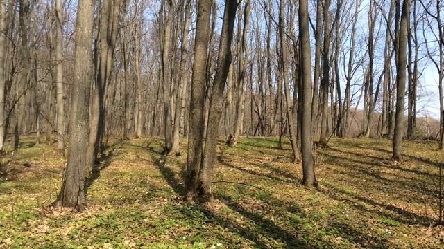Смешанный лес. Апрель / The Samara Bend forest in april смотреть онлайн