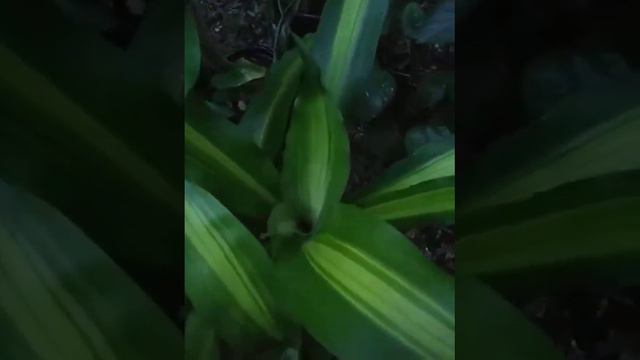 Fortune Plant or Corn Plant смотреть онлайн